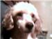 HIS NAME IS MICKEYDEE AND HE IS 2 YEARS OLD AND SOOO LOVEABLE AND IT'S GONNA BREAK MY HEART TO LET HIM GO BUT WE HAVE 3 OTHERS MINUTRE POODLES AND HE JUST DOES NOT GET ALONG WITH THE OTHER MALE. 
HE WOULD BE GREAT AS A ONE DOG OWNER AND YOU WOULD HAVE TO HAVE A FENCED IN YARD AND SIGN A AGREEMENT THAT IF HE DID NOT WORK OUT HE WOULD COME BACK TO US AND YOU WOULD GET YOUR MONEY BACK UNLESS IT WOULD BE OVER 30 DAYS.YOU OUGHT TO KNOW BY THEN.
MUST BE IN BUNKER HILL WEST VA AREA,MARTINSBURG
DAVE 