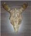 Real Buffalo Horns for sale(see photo).
Hang on wall or door.