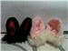 a pair of white clip-on bunny/bear ears from korea for your themed parties. The same bunny ears that appeared in k-drama "Shining Inheritance".